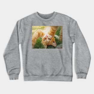 Playful orange kitten Crewneck Sweatshirt